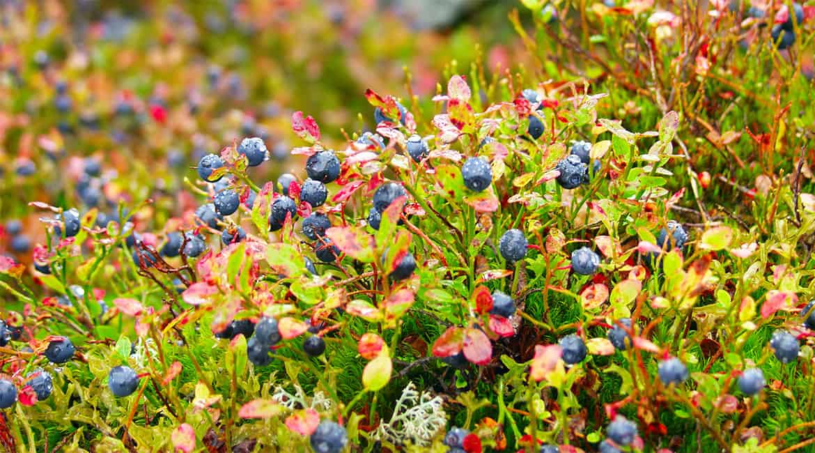 photo of blueberries