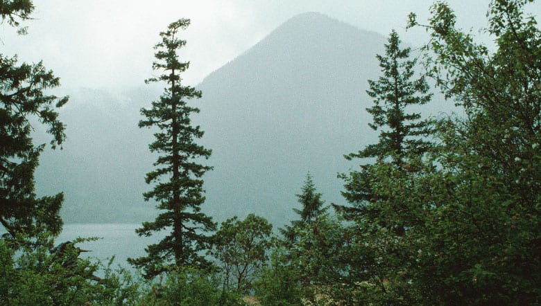 photo of woodland with misty lake and mountains in background